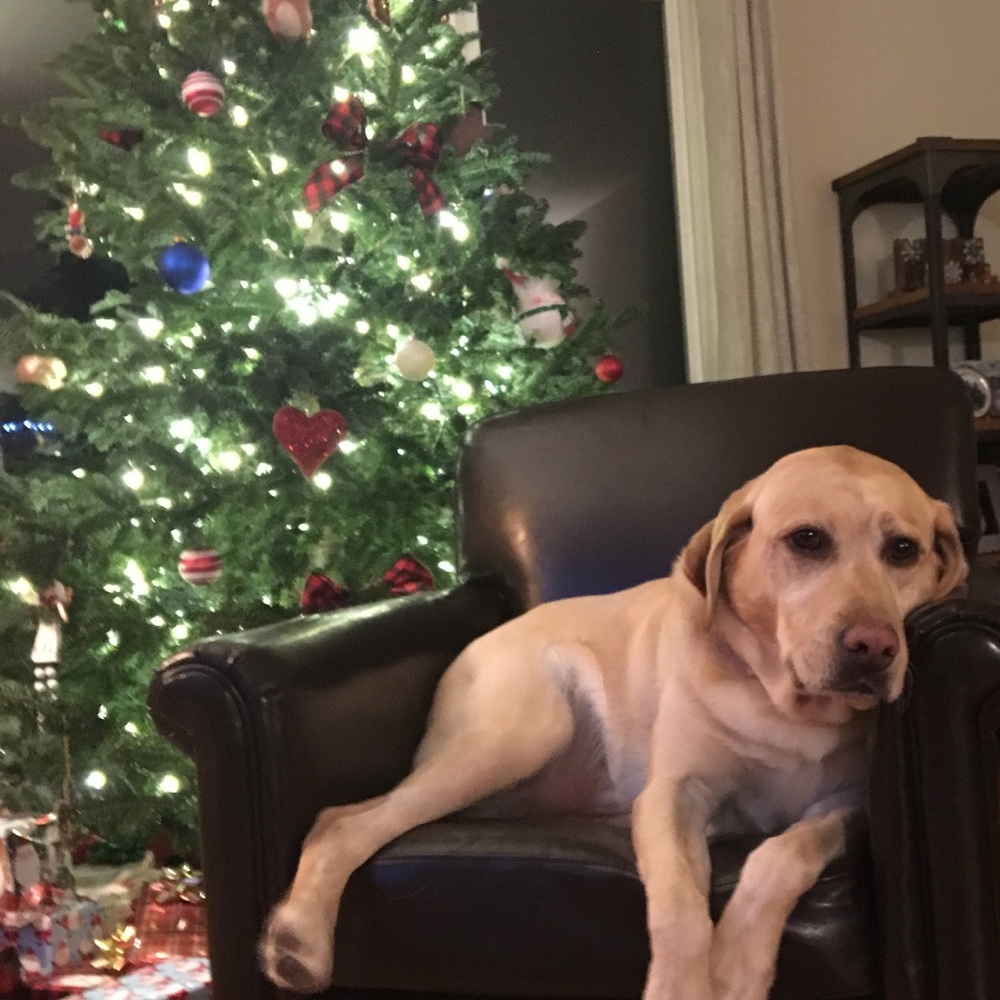Meet your Posher, Sammy